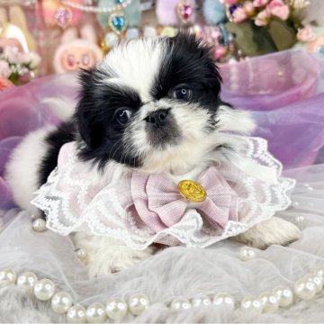 ペキニーズ【福岡県・女の子・2025年9月8日・ブラック&ホワイト】の写真「とっても可愛い女の子」