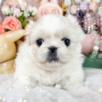 ペキニーズ【福岡県・女の子・2025年10月1日・クリーム&ホワイト】の写真「とっても可愛い女の子」