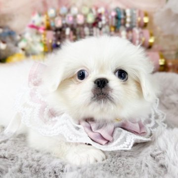 ペキニーズ【福岡県・女の子・2025年7月15日・ホワイト】の写真「とっても可愛い女の子」