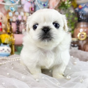 ペキニーズ【福岡県・女の子・2025年10月12日・クリーム】の写真「見学のお受付は11/19からとなります」