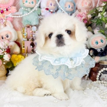 ペキニーズ【福岡県・男の子・2025年9月8日・クリーム&ホワイト】の写真「とっても可愛い男の子」