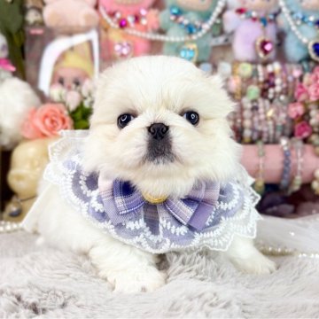 ペキニーズ【福岡県・女の子・2025年10月1日・クリーム&ホワイト】の写真「とっても可愛い女の子」