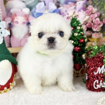 ペキニーズ【福岡県・男の子・2025年11月4日・クリーム&ホワイト】の写真「とっても可愛い男の子」