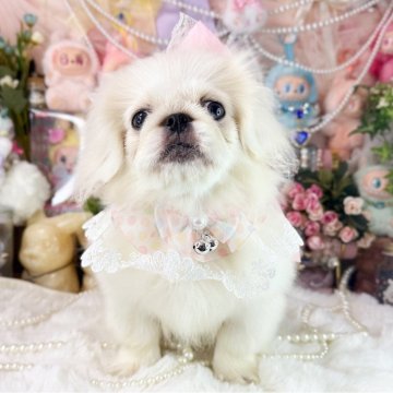 ペキニーズ【福岡県・女の子・2025年7月15日・クリーム&ホワイト】の写真「とっても可愛い女の子」