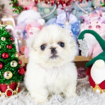 ペキニーズ【福岡県・女の子・2025年11月4日・クリーム&ホワイト】の写真「とっても可愛い女の子」