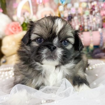 ペキニーズ【福岡県・男の子・2025年10月12日・フォーン&ホワイト】の写真「見学のお受付は11/19からとなります」