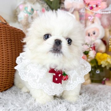 ペキニーズ【福岡県・女の子・2025年10月1日・クリーム&ホワイト】の写真「とっても可愛い女の子」