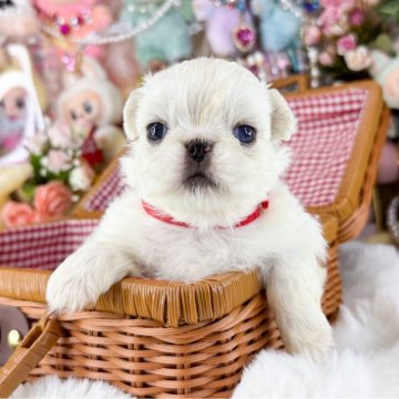 ペキニーズ【福岡県・女の子・2025年11月4日・クリーム&ホワイト】の写真「この子の見学のお受付は12/11からとなります。」