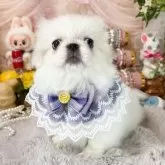 ペキニーズ