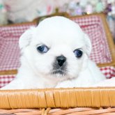 ペキニーズ