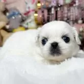 ペキニーズ