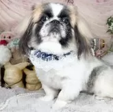 ペキニーズ【福岡県・男の子・2024年11月30日・パーティー】の写真4