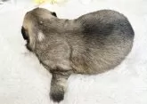ペキニーズ【福岡県・男の子・2024年8月8日・フォーン】の写真4