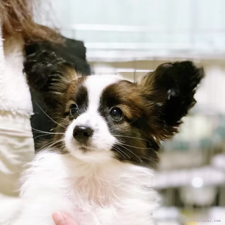 ID：2411-06840の子犬