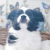 パピヨン