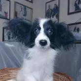 パピヨン