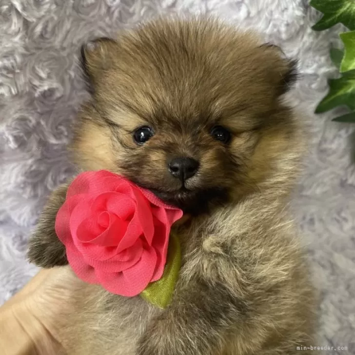 M.H 様のお迎えした子犬
