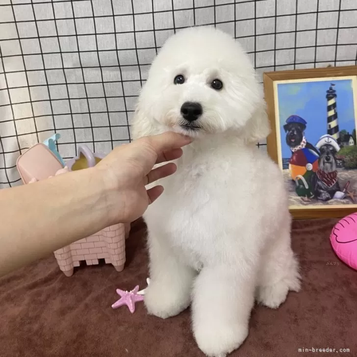てん 様のお迎えした子犬