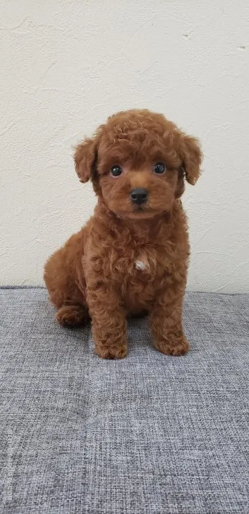 ID:2005-01550の子犬