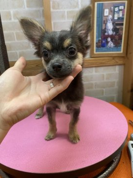 チワワ(ロング)【広島県・女の子・2020年7月10日・ブルータン】の写真「健康面問題無く元気で人が大好きです※諸事情有」