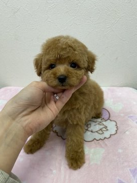 トイプードル(トイ)【広島県・男の子・2021年1月15日・アプリ】の写真「ぷっくりとしたお顔が可愛い男の子♡」