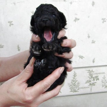 トイプードル(タイニー)【静岡県・女の子・2025年11月12日・シルバー】の写真「チャンピオン直子の唯一の女の子」