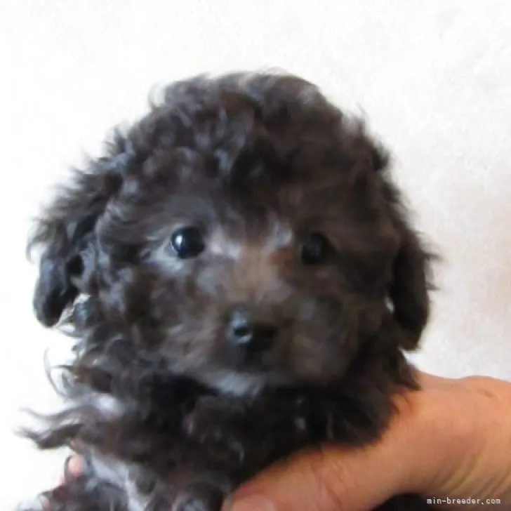 ID:2302-03331の子犬
