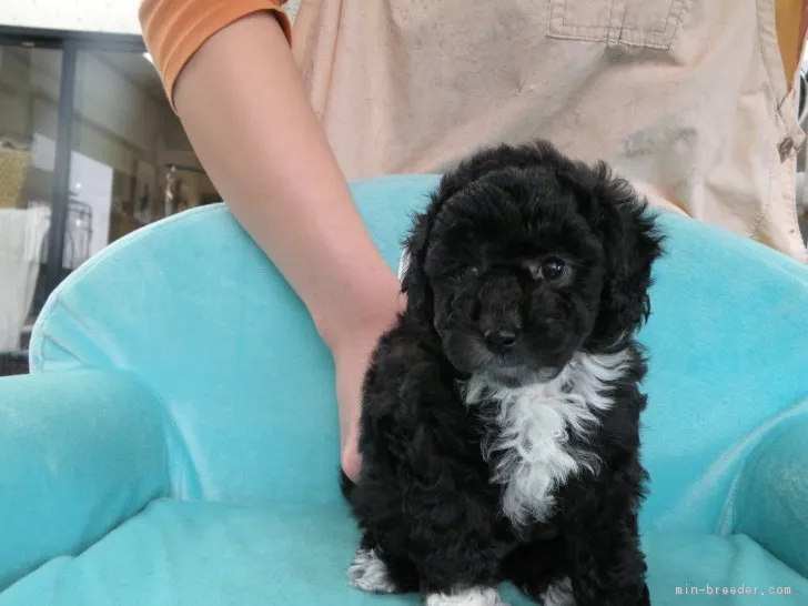 ID:1903-00409の子犬
