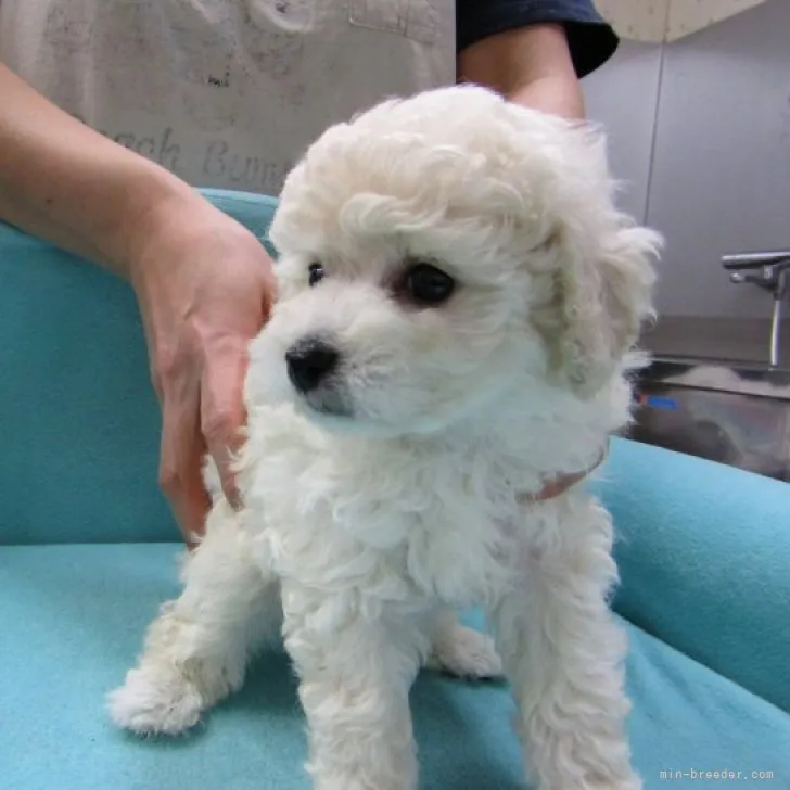 ID：2302-01900の子犬