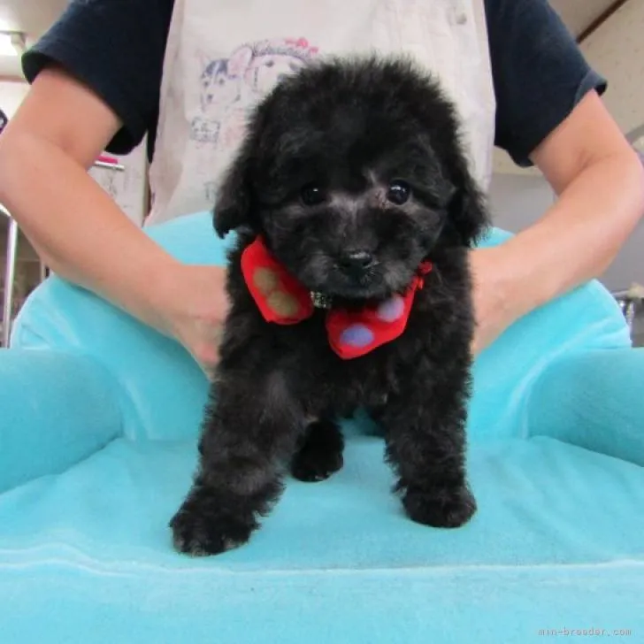 みかちやん 様のお迎えした子犬