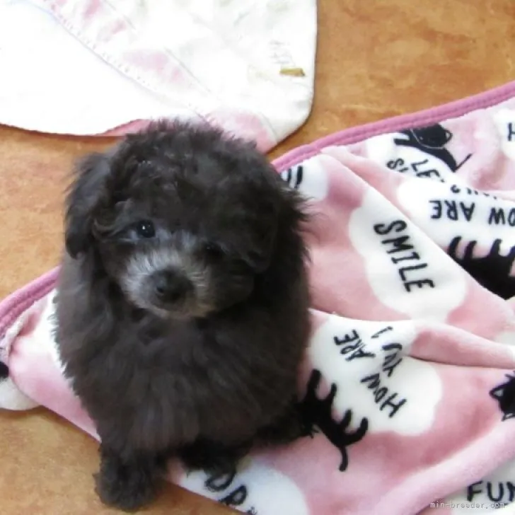 ID:2303-03423の子犬