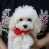 タイニープードル【静岡県・男の子・2022年9月22日・ホワイト】の写真1「１２月１４日撮影毛ぶきも良くなっています。」