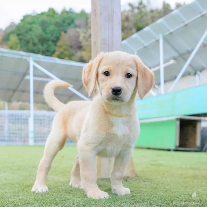 ID:2412-05639の子犬