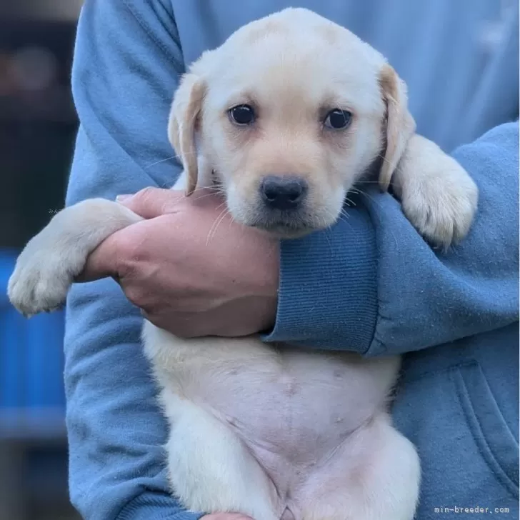 ID：2502-00510の子犬