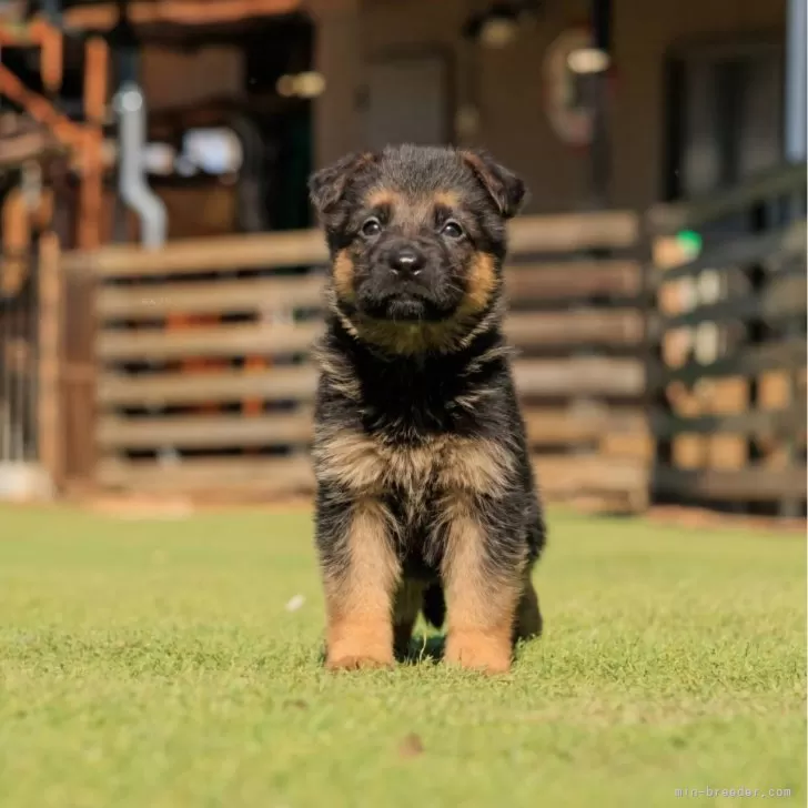 ID:2503-03982の子犬