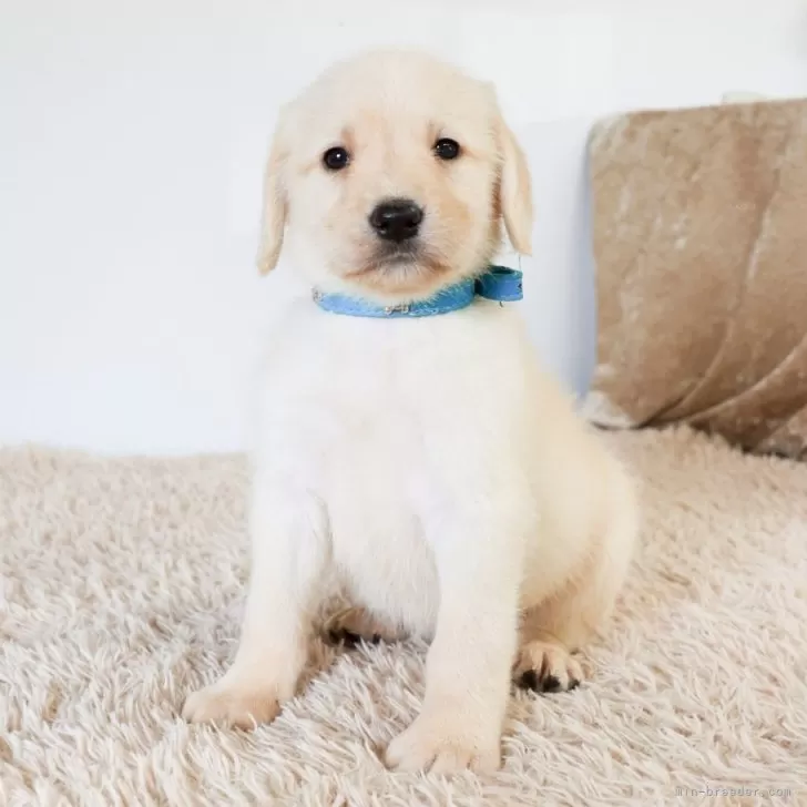 ID：2508-03419の子犬