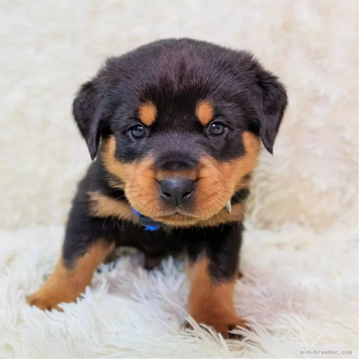 ID:2502-00504の子犬