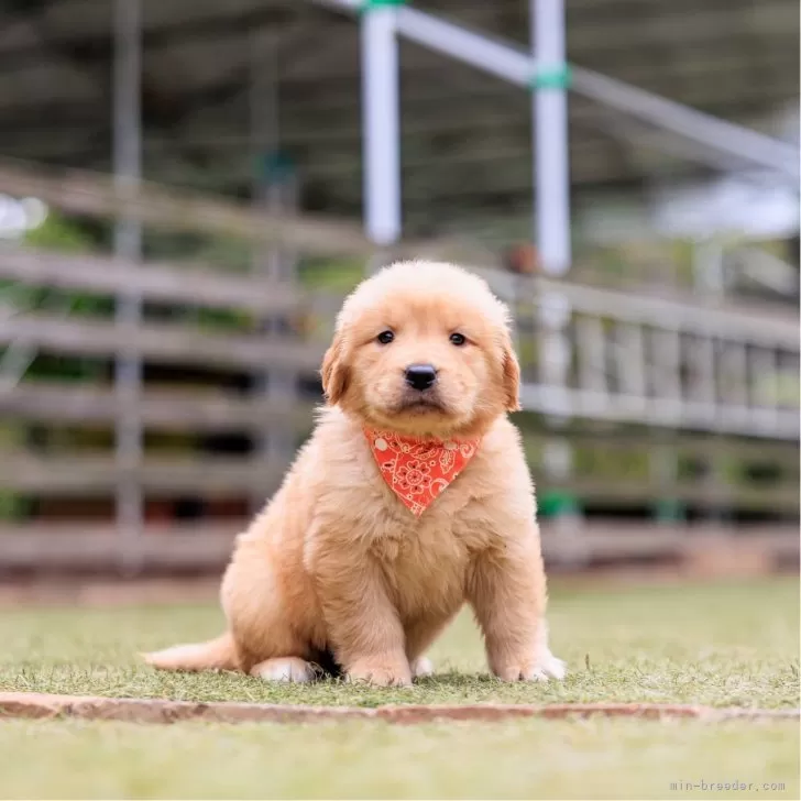 ID:2411-03098の子犬