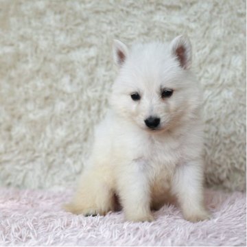 ホワイト・スイス・シェパード・ドッグ【埼玉県・男の子・2025年8月20日・ホワイト】の写真「兄弟で犬の社会勉強中です!」