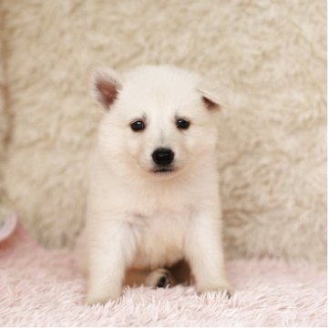 ホワイト・スイス・シェパード・ドッグ【埼玉県・男の子・2025年8月20日・ホワイト】の写真「兄弟で犬の社会勉強中です!」