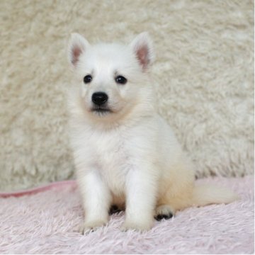 ホワイト・スイス・シェパード・ドッグ【埼玉県・男の子・2025年8月20日・ホワイト】の写真「兄弟で犬の社会勉強中です!」