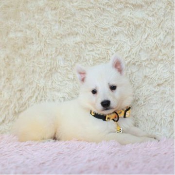 ホワイト・スイス・シェパード・ドッグ【埼玉県・男の子・2025年8月20日・ホワイト】の写真「兄弟で犬の社会勉強中です!」