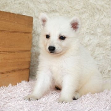 ホワイト・スイス・シェパード・ドッグ【埼玉県・女の子・2025年8月20日・ホワイト】の写真「姉妹で犬の社会勉強中です！」