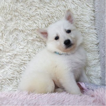 ホワイト・スイス・シェパード・ドッグ【埼玉県・女の子・2025年8月20日・ホワイト】の写真「姉妹で犬の社会勉強中です！」