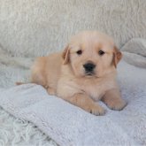 ゴールデンレトリバー