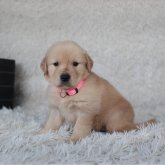 ゴールデンレトリバー