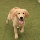 ゴールデンレトリバー