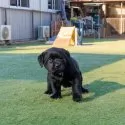 ラブラドールレトリバー【埼玉県・男の子・2024年12月1日・ブラック】の写真5