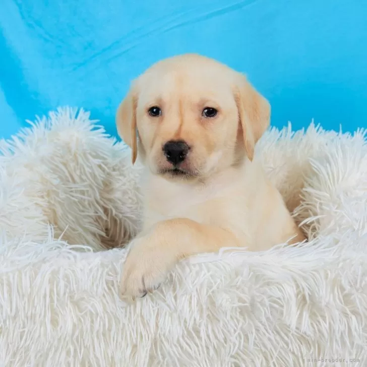 ID：2410-06919の子犬