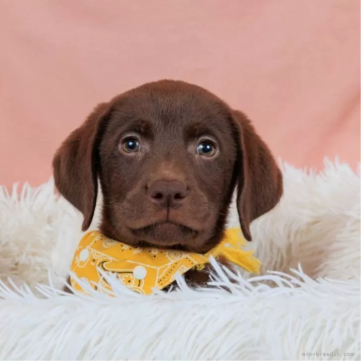 ID：2410-01650の子犬